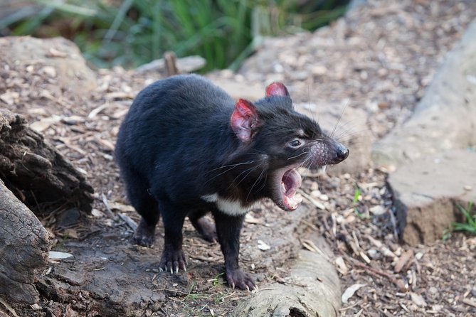 Mt Field, Mt Wellington & Tassie Devils Active Tour From Hobart - Hotel Pickup and Transportation