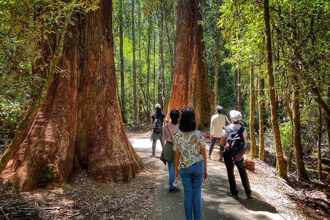 Mt Field National Park and Russell Falls From Hobart - Reviews and Feedback