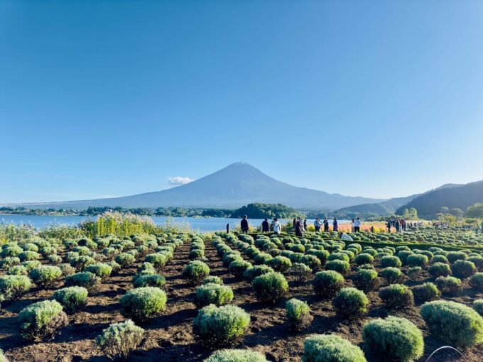 Mt. Fuji and Hakone Lake Ashi One Day Private Tour - Lake Kawaguchiko