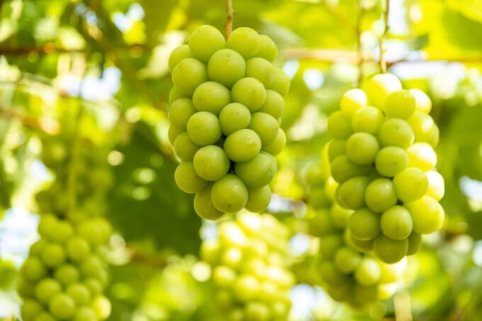 Mt. Fuji Day Tour: Narusawa Ice Cave & All-You-Can-Eat Muscat Grapes - Frequently Asked Questions