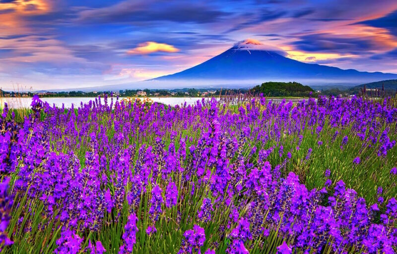 Mt. Fuji Highlights Day Tour With Hotel Pick-Up VIP Group - Key Points