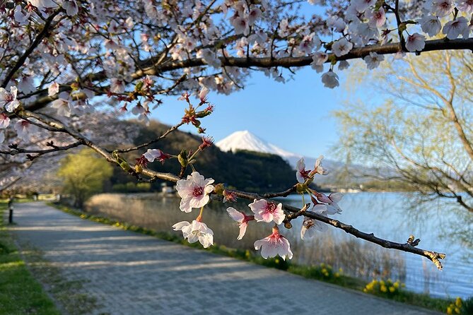 Mt Fuji Lakeshores Full-Day Bike Tour - Tour Highlights