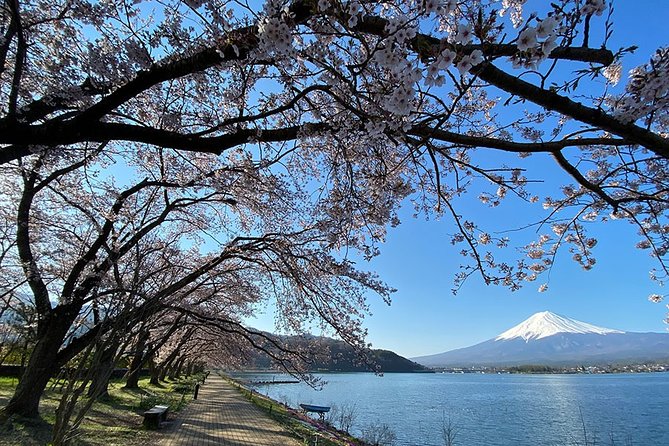 Mt Fuji Lakeshores Full-Day Bike Tour - Participant Information