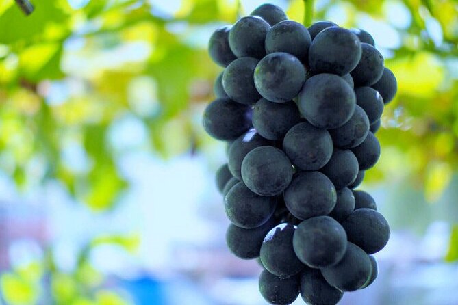 Mt. Fuji, Mt Fuji Panoramic Ropeway & Seasonal Fruits Picking - Tour Details