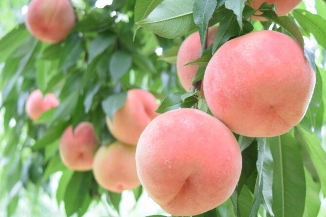 Mt Fuji, Panoramic Ropeway & Seasonal Fruits Picking - Highlights of the Experience