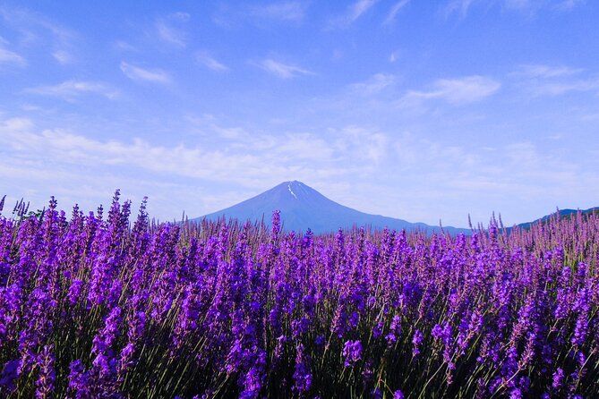 Mt Fuji, Panoramic Ropeway & Seasonal Fruits Picking - Seasonal Fruit Picking: A Taste of Local Bounty