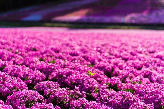 Mt. Fuji Private Tour by Car With Pick-Up From Tokyo - Scenic Stops