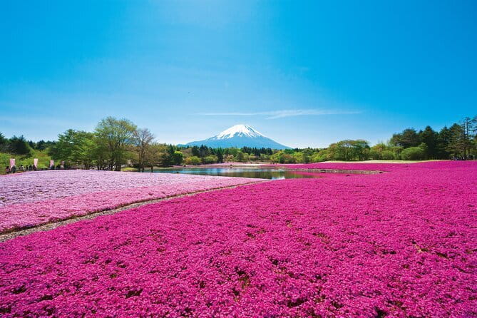 Mt. Fuji Shiba Sakura Festival and Hoto Noodle Making - Meeting and Transportation