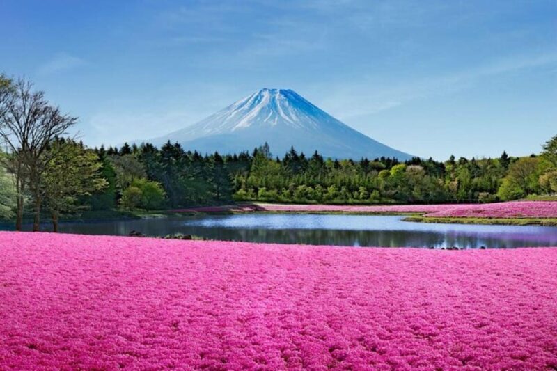 Mt. Fuji Shiba-Sakura Festival & Hoto Noodle Making - Key Points