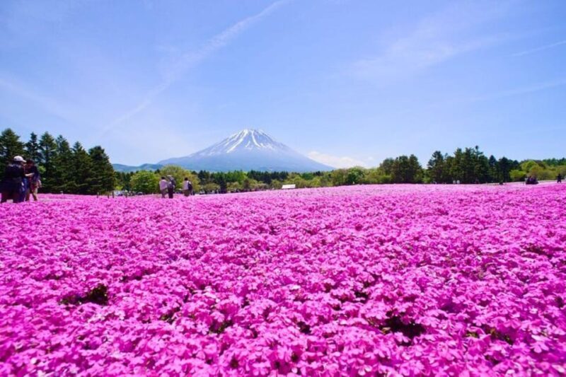 Mt. Fuji Shiba-Sakura Festival & Hoto Noodle Making - Captivating Fuji Shiba-Sakura Festival