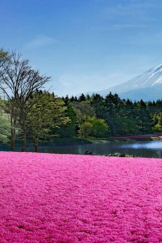 Mt. Fuji Shiba-Sakura Festival & Hoto Noodle Making - Guided Exploration of Local Culture