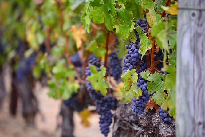 Mt Fuji Wineries Half-Day Tour - Booking Information