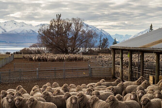 Mt. Hay Farm Experience Genuine Country Farming(Carbon Positive) - Who Will Love This Experience?