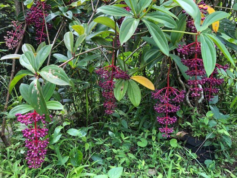 Mt. Merapi Majesty: Soft Trek and Botanic Village Tour - Itinerary Highlights