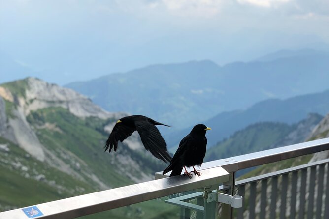 Mt. Pilatus and Cruise on Lake Lucerne Private Tour From Zurich - Review Authenticity and Ratings