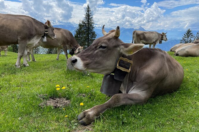 Mt Rigi and Lucerne Day Trip From Zurich With Boat Ride - Additional Information