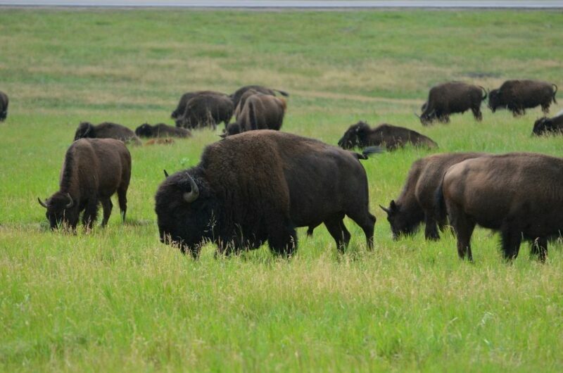 Mt Rushmore, Crazy Horse, Custer State Park Monument Tour - An In-Depth Look at the Tour Experience