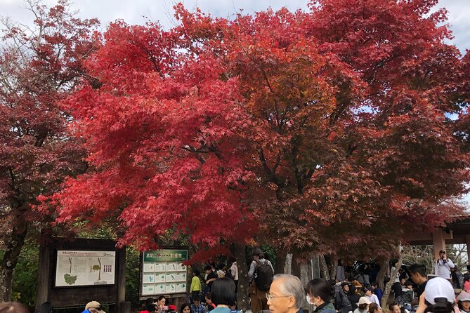 Mt. Takao Hiking Tour With Licensed Guide - Tour Details and Inclusions