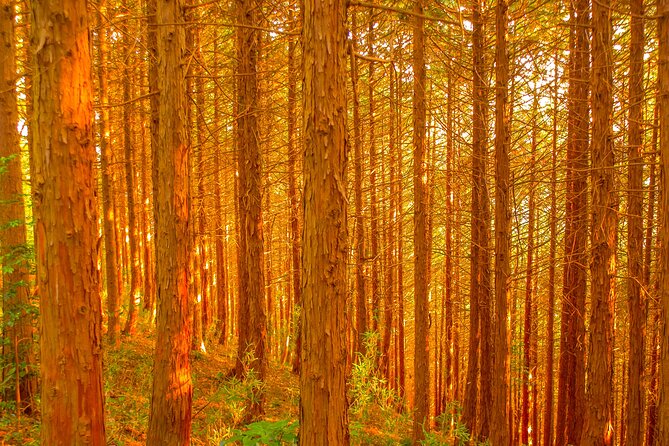 Mt. TAKAO Trekking 1 Day Tour - Included Amenities