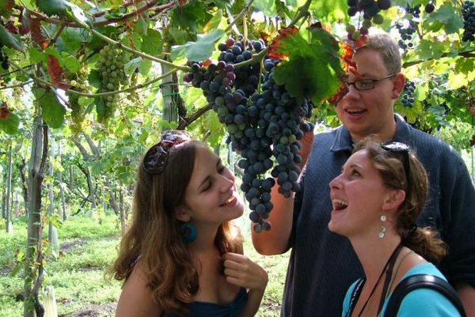 Mt. Vesuvius Wine Tasting and Lunch Experience From Pompeii - Transport and Accessibility