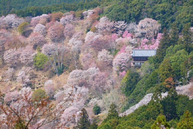 Mt Yoshino and Mt Koya Multi Day Tour From Osaka - Meeting and Pickup