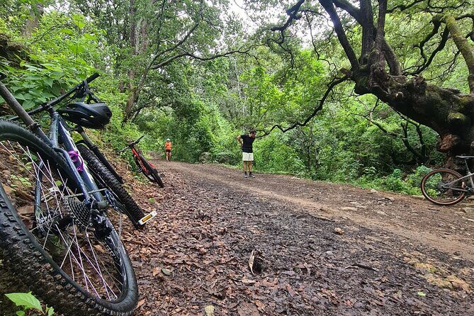 MTB Bike Tour: Monkey Tree + Tule Tree - Discover the Oaxaca MTB Bike Tour: Monkey Tree + Tule Tree
