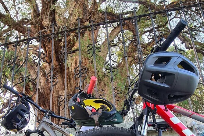 MTB Bike Tour: Monkey Tree + Tule Tree - The Sum Up