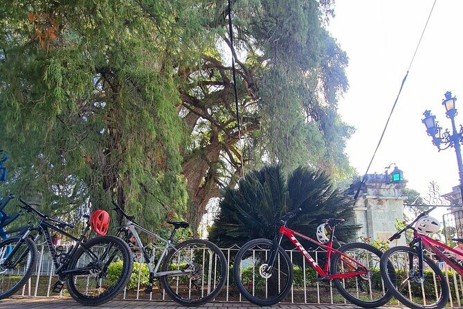 MTB Bike Tour: Tree of the Tule on mountain trails - An Authentic Mountain Bike Experience Near Oaxaca