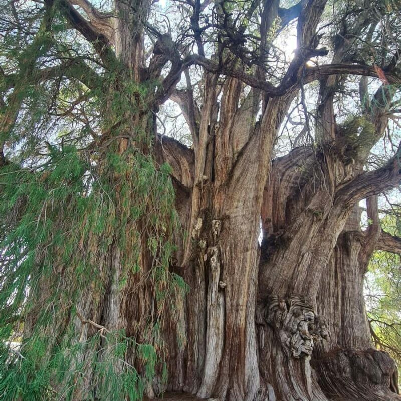 MTB Bike Tour: Tule Tree through the country-side - Value and Practical Considerations