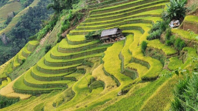 Mu Cang Chai, Sapa, Bac Ha Rice Terraces 5 Days 4 Nights - Highlights of the Tour