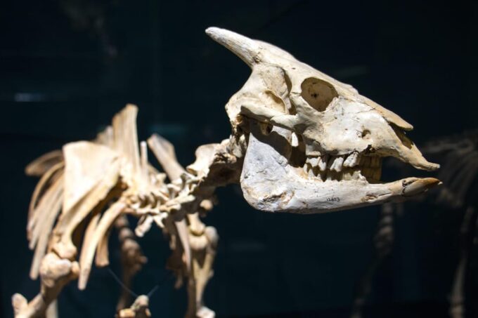 MUCBO | Botanical Garden of Sóller - Balearic Museum of Natural Sciences - Discovering the Museum of Natural Sciences