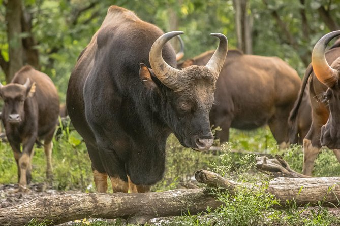 Mudumalai Wildlife Heaven From Bangalore - Early Morning Safari Adventure