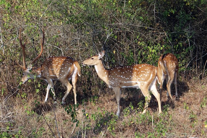 Mudumalai Wildlife Heaven From Bangalore - Customer Feedback and Reviews