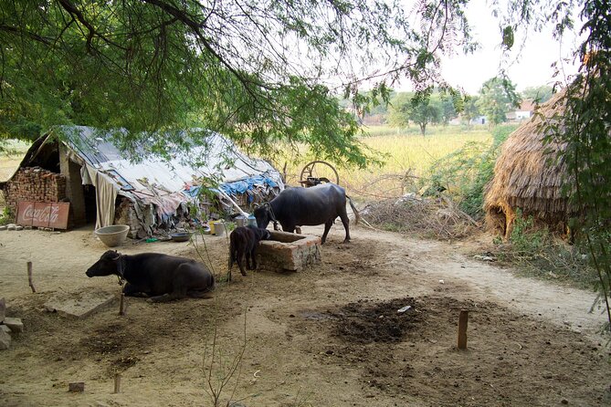 Mughal Heritage Walk in Kachhpura Village Around Taj Mahal - Interaction With Local Community