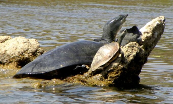Mughal Majesty & Wildlife Wonders: 3 Days 2 Night - Luxury Transportation and Accommodation