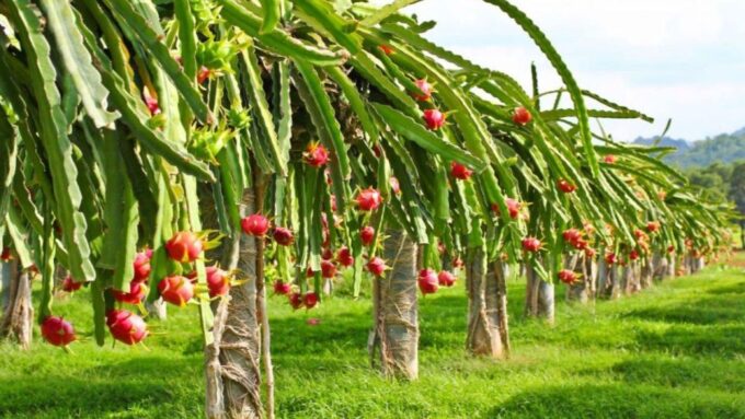 Mui Ne Fishing Tour | Dragon Fruit Farm | Cham Tower - Fishing in Bau Mai Lake
