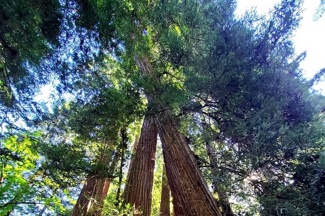 Muir Wood, Sausalito Half-Day Small Group Tour - Key Points