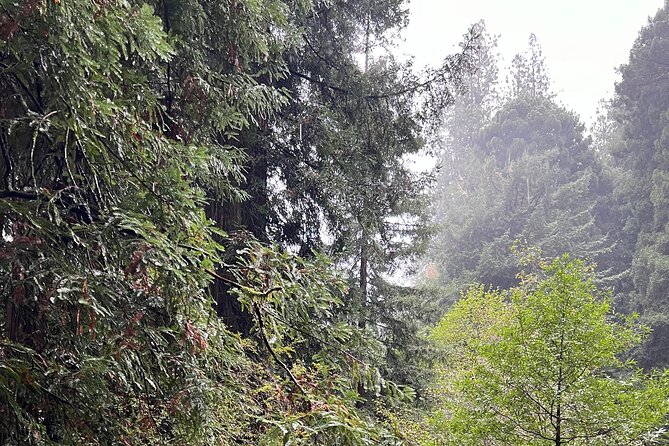 Muir Woods and Sausalito Private Tour - Accessibility and Participation