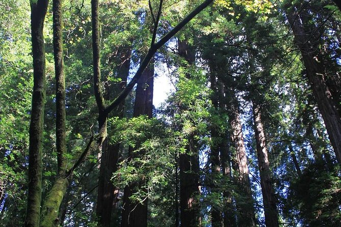 Muir Woods and Sausalito Tour Including a Return by Ferry Boat - Inclusions and Exclusions