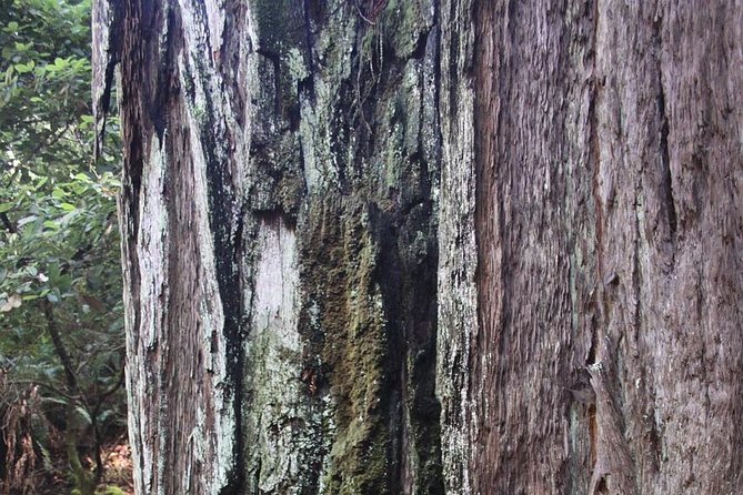 Muir Woods and Sausalito Tour Including a Return by Ferry Boat - Meeting and End Points