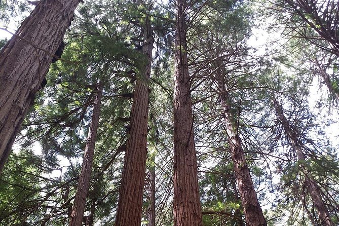 Muir Woods and Sausalito Tour Including a Return by Ferry Boat - Exploring Muir Woods