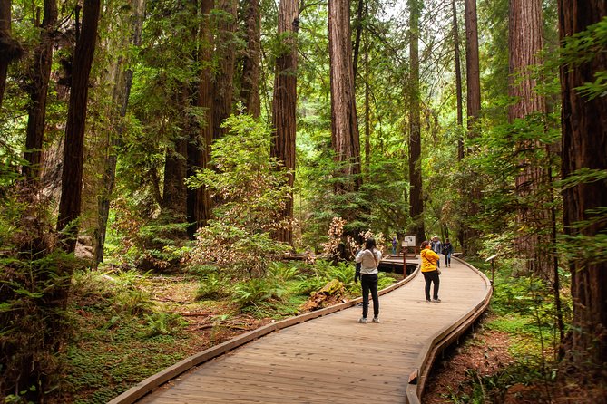 Muir Woods and Sausalito Tour Plus Bay Cruise - Scenic Highlights