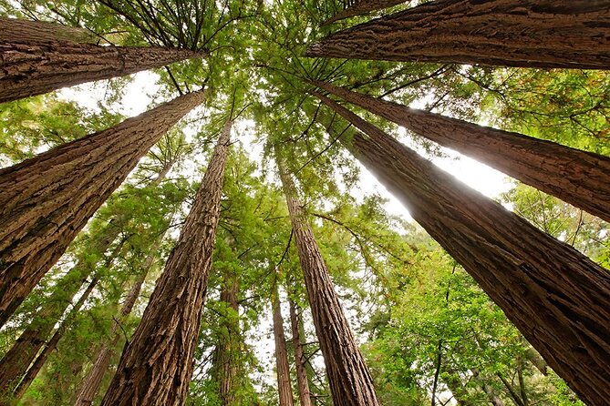 Muir Woods, Sausalito, Cavallo Point and Marin Headlands Tour - Exploring Muir Woods