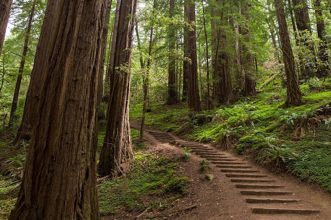 Muir Woods & Sausalito Half-Day Tour (Return by Bus or Ferry From Sausalito) - Cancellation Policy