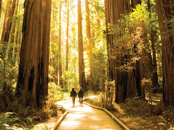 Muir Woods & Sausalito Tour - Tour Reviews and Ratings