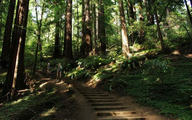 Muir Woods Visit & Golden Gate Bridge Bike Ride - Visiting Muir Woods: A Walk Through Giants