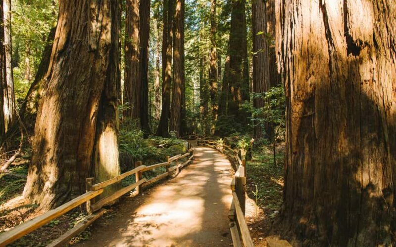 Muir Woods Visit & Golden Gate Bridge Bike Ride - Stopping in Sausalito: A Bayside Charm