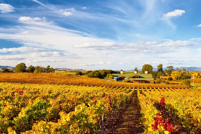 Muir Woods With Napa & Sonoma Wine Tour - Napa Valley Wine Tasting
