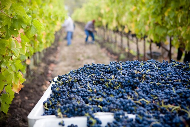 Muir Woods With Napa & Sonoma Wine Tour - Transport and Guide Details