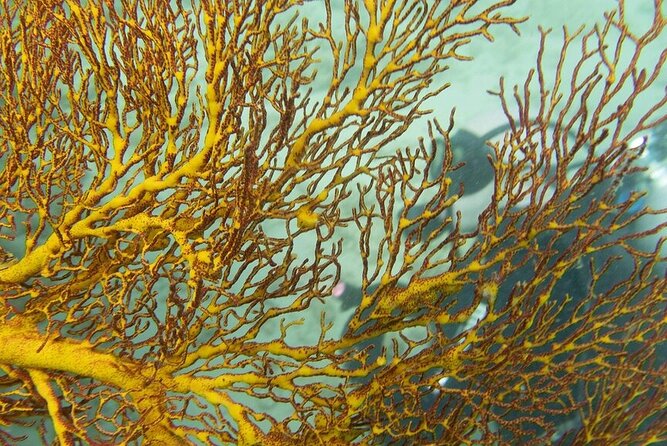 Muiron Island Diving Tour - Inclusions